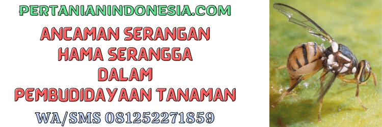 ancaman,serangan,hama,serangga,pertanian indonesia